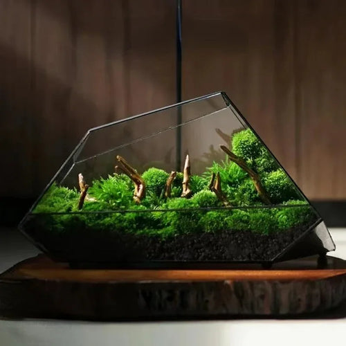 Micro Landscape Planter Moss Rainforest